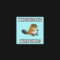 Beaver 37